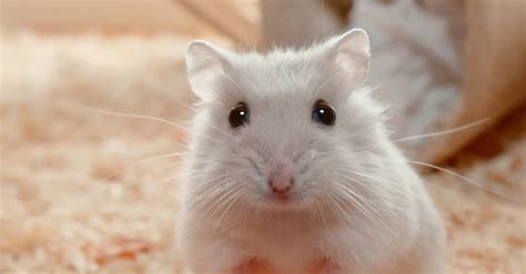 rüyada beyaz fare görmek ne anlama gelir